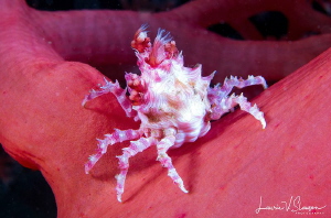 Soft Coral Crab/Photographed with a Canon 60 mm macro len... by Laurie Slawson 